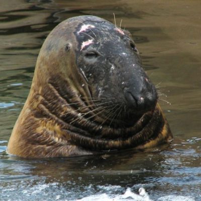 Marine animal rescue network - Anglesey Sea Zoo