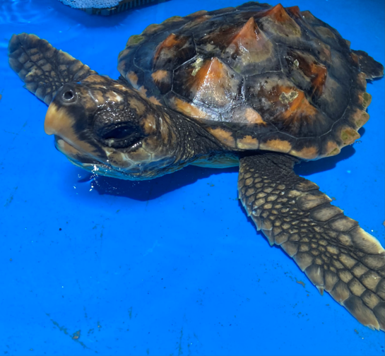 Home - Anglesey Sea Zoo